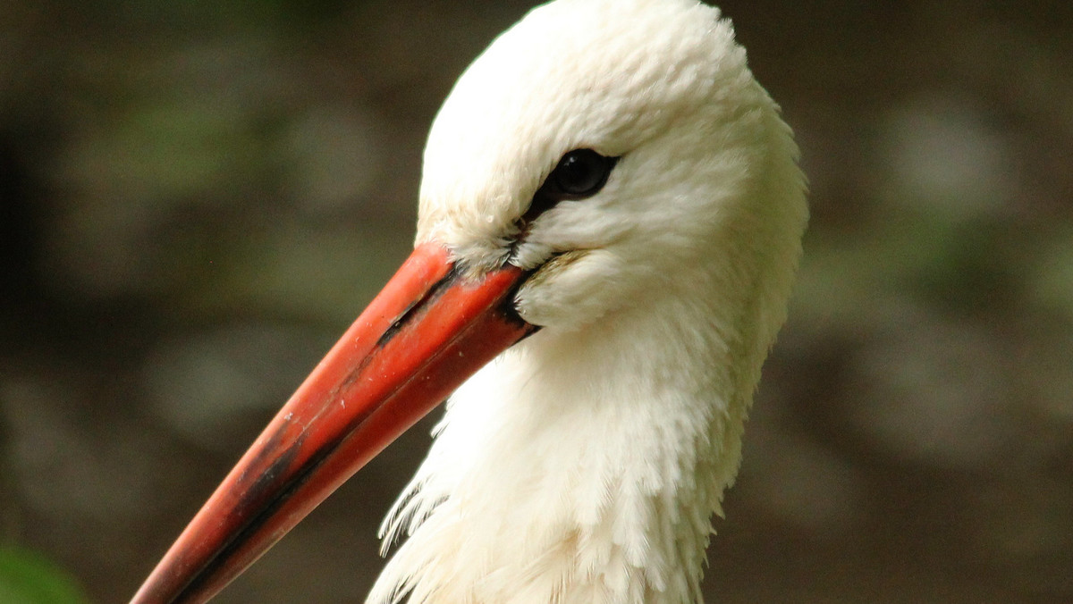 Łódzki Ogród Zoologiczny obchodzi 77. urodziny. Z tej okazji w najbliższą niedzielę proponuje darmowy wstęp dla wszystkich zwiedzających i zaprasza na mnóstwo atrakcji.