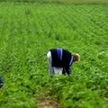 Na pracy w Polsce można zarobić. Tak wyglądają zarobki cudzoziemców