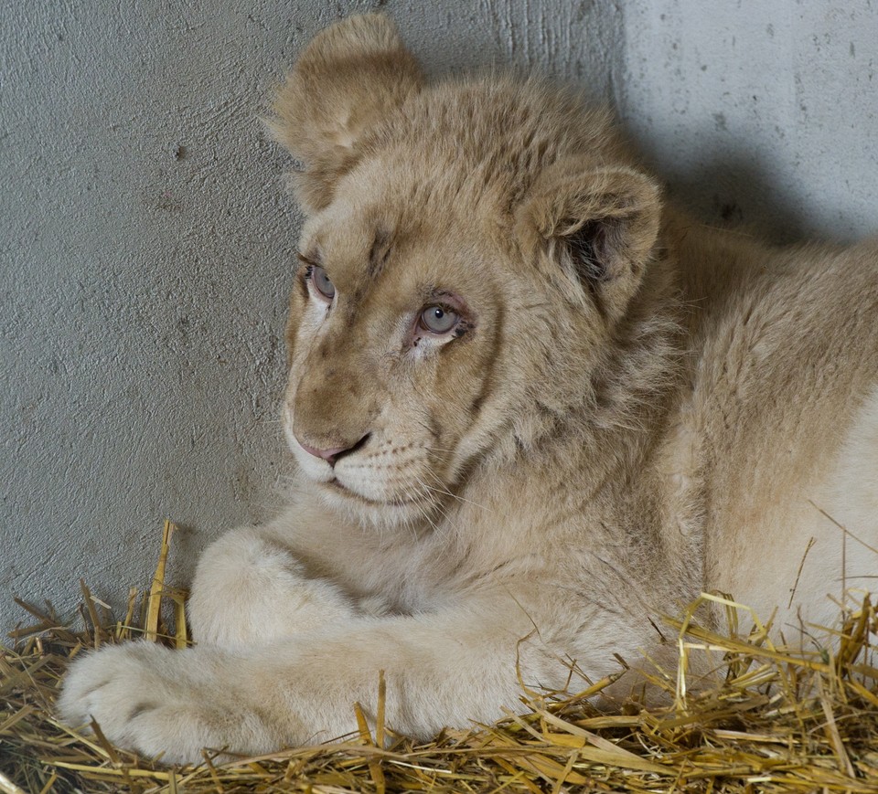 BORYSEW OGRÓD ZOOLOGICZNY BIAŁY LEW