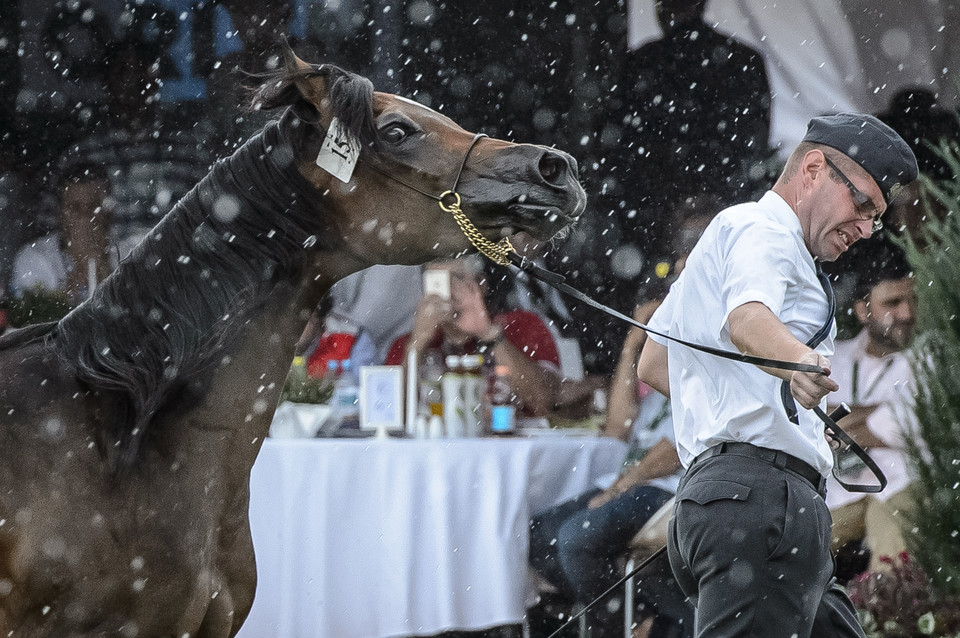 Klacz Ebona prezentowana na pokazie koni z oferty Pride of Poland i Letniej Aukcji Koni Arabskich