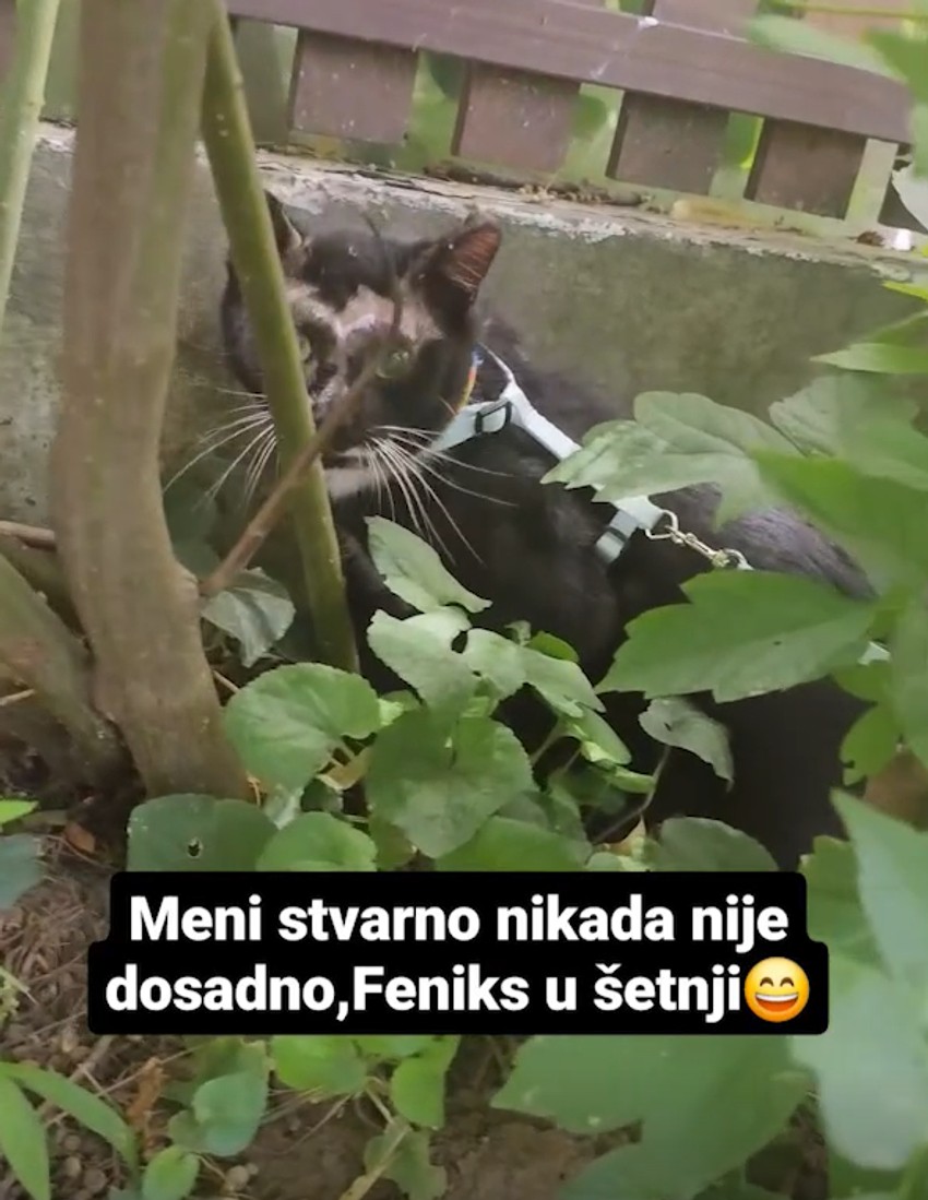 Lidija Vukićević šetka mačku na povocu
