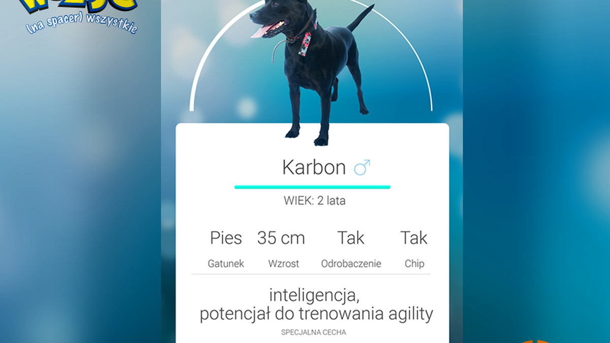 Fundacja S.O.S. dla Zwierząt z Chorzowa rusza z niecodziennym projektem. Wykorzystującą bijącą rekordy popularności grę Pokemon Go rozpoczyna akcję "Weź je na spacer, wszystkie!" – Może ktoś zakocha się w naszym podopiecznym i postanowi "złapać" go na zawsze – zachęcają organizatorzy.