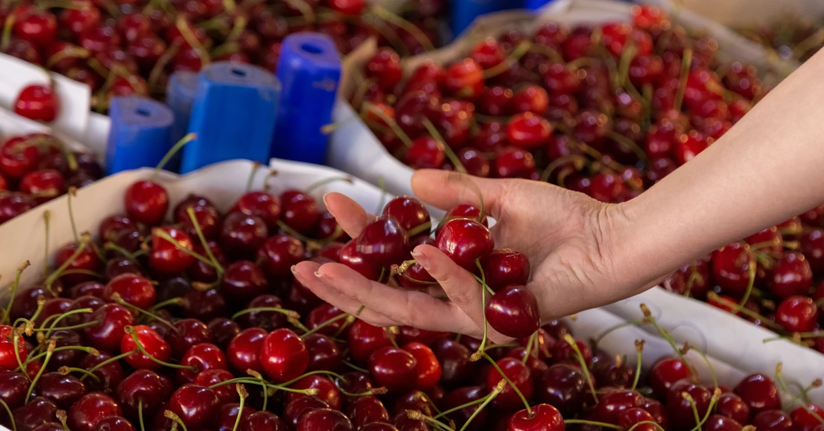 Przebadali w laboratorium czereśnie "prosto od rolnika". Wyniki są szokujące