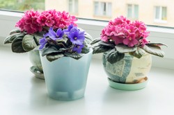 Jak prawidłowo pielęgnować fiołek afrykański w zimie? Odwdzięczy się bogatym kwitnieniem