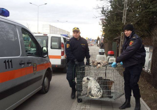 Psy w Łodzi przeżyły koszmar