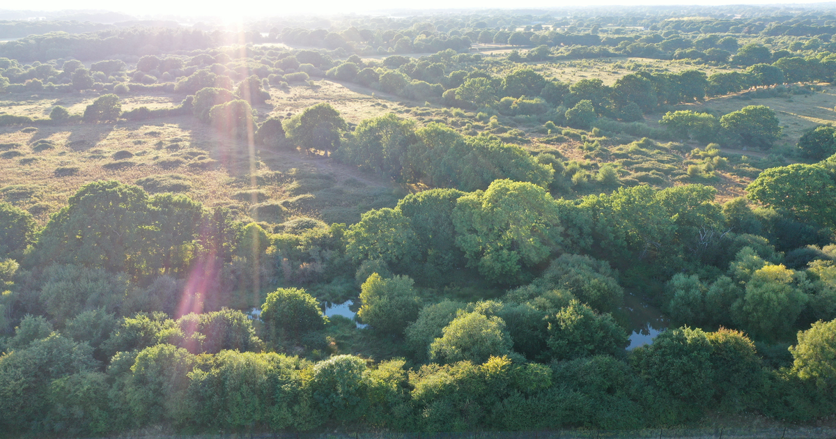 Rewilding triumph: Knepp Estate sees 916% surge in breeding birds