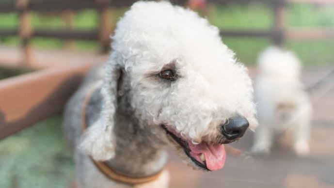 Bedlington terrier