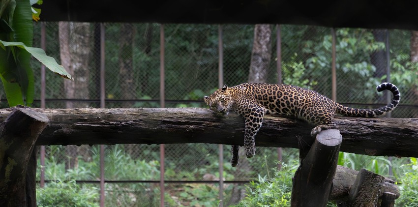 Mlada ženka leoparda - Ilustracija