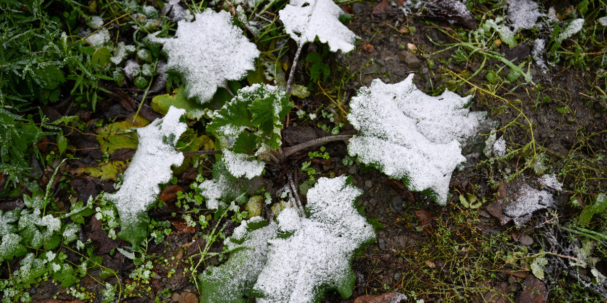 W Przemyślu spadł pierwszy śnieg tej jesieni!