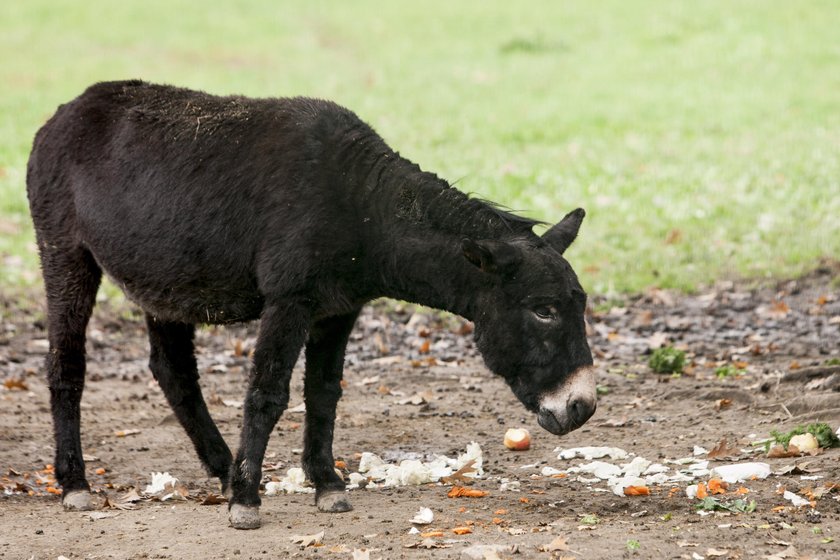 Nowy wybieg dla osłów w chorzowskim zoo