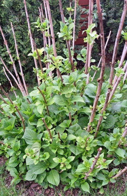 jak rozmnożyć hortensję ogrodową przez odrosty