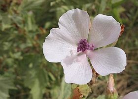 malyva-gyogynoveny-d000010A9cd875ef3f545