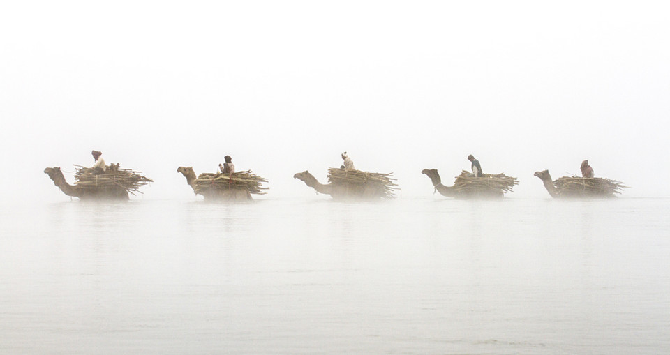 Wyróżnienie w kategorii "Przyroda: Ziemia, Powietrze, Ogień, Woda - pojedyncze zdjęcie" - Patrick Griffiths (Wielka Brytania) - pięć wielbłądów przekracza rzekę Chambal (Indie)
