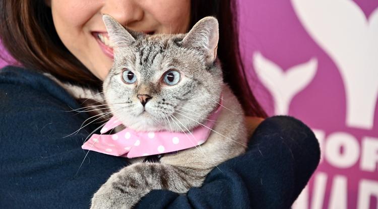 Nala Cat-nek 100 millió dollár a vagyona, Getty Images
