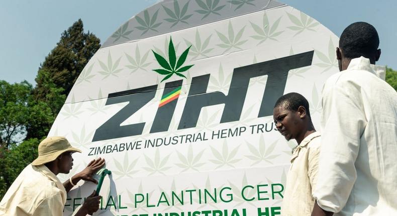 Inmates prepare a banner ahead of the sowing of the first industrial hemp crop in Zimbabwe at the Harare Central Prison in the capital, October 11 2019 - The Zimbabwe Industrial Hemp Trust (ZIHT) is the first organization to be issued with a cannabis license in the southern African country.  (Photo by JEKESAI NJIKIZANA/AFP via Getty Images)