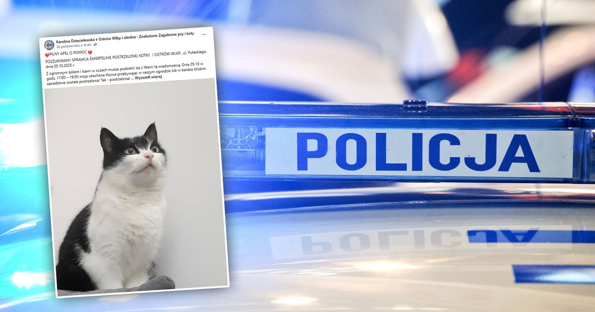 Kot umierał w męczarniach. Właścicielka szuka sprawcy postrzelenia. "Walczyliśmy osiem dni"