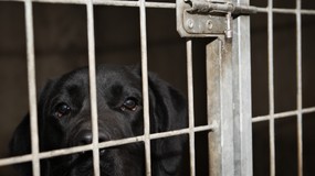 Gmina przejęła kontrolę nad bytomskim schroniskiem. "Zmieniamy zamki"