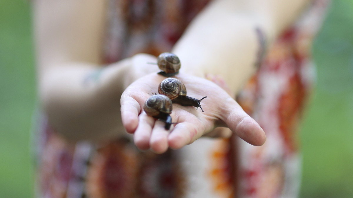 Producenci ślimaków hodowlanych rozwijają biznes i planują powrót ślimaków na krajowe stoły - donosi "Puls Biznesu".