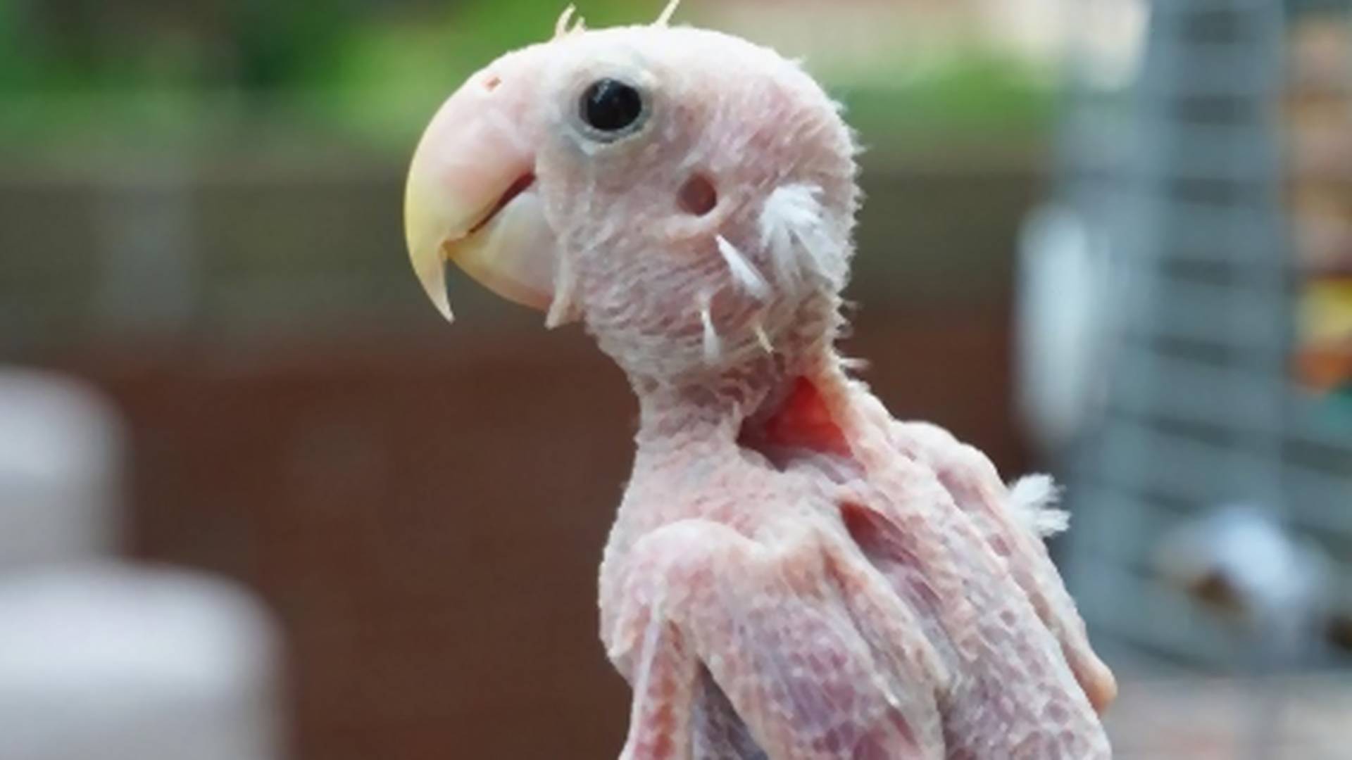 Ptičica bez perja koju na Instagramu prati 413.000 ljudi dobija poklone iz celog sveta