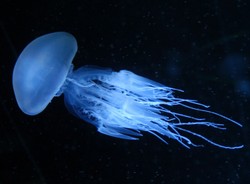 Zdumiewające odkrycie naukowe. Chodzi o meduzy