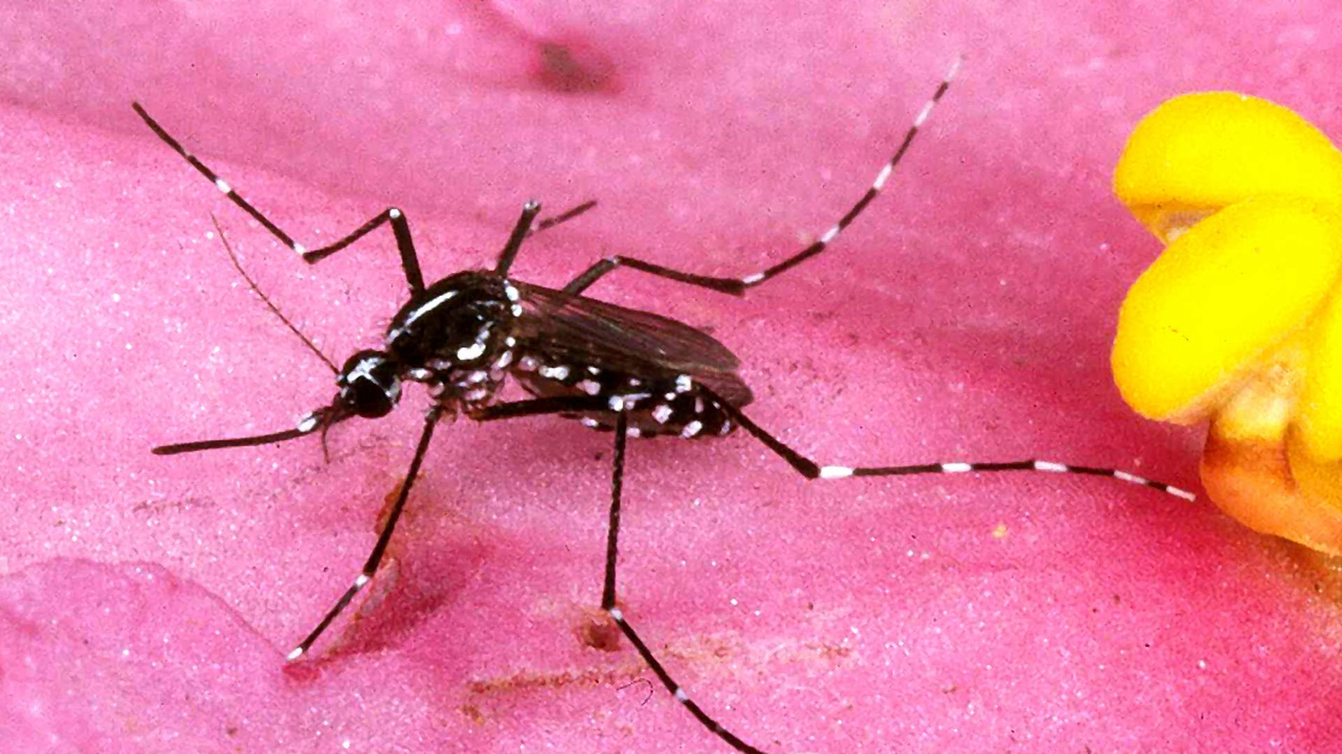 7 dôvodov, prečo ti pijú krv komári viac ako ostatným