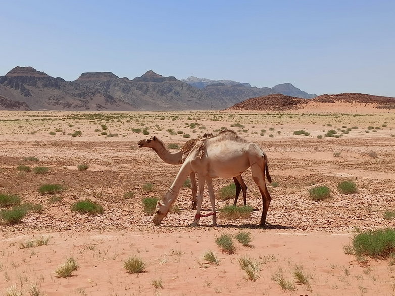 Mieszkańcy Wadi Rum