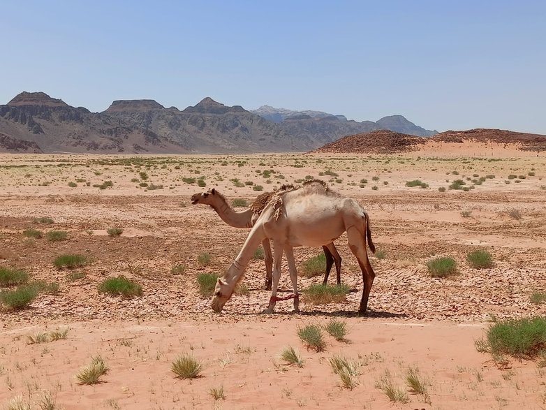 Mieszkańcy Wadi Rum