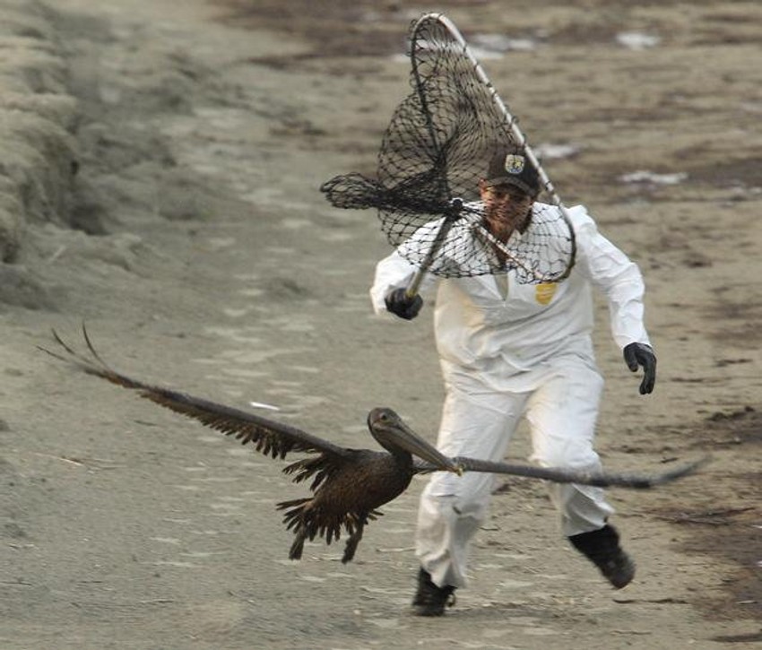 Član tima za čišćenje lovi pelikana da ga očiste od nafte