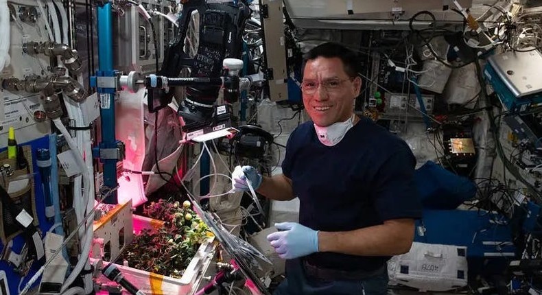 NASA astronaut Frank Rubio with tomatoes growing on the International Space Station.Koichi Wakata/Japan Aerospace Exploration Agency