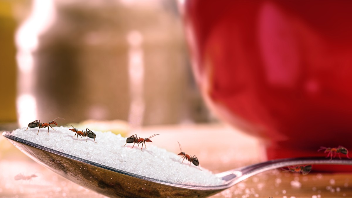 Prirodni preparati protiv mrava: Deluju momentalno, brišu im mapu povratka i lepo mirišu