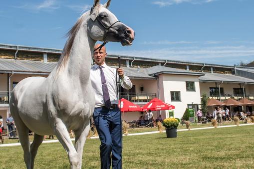 janów podlaski koń arab krwi arabskiej klacz