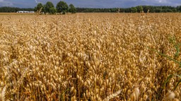 Darowizna działki nie przekreśla zwolnienia z PCC przy nabyciu innych gruntów