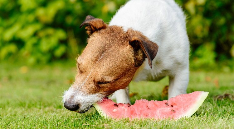 Jack Russel Terrier