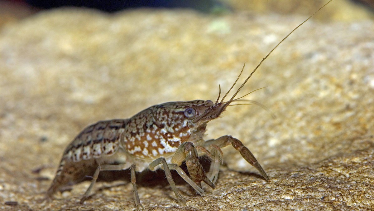 Marbled Crayfish