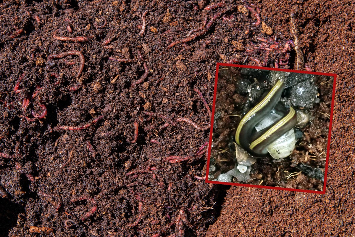 Caenoplana variegata