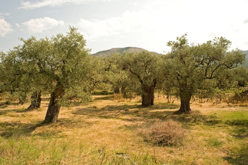 Maslinjak - ilustracija