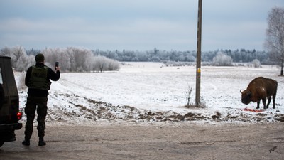 Żubr przy siedzibie Straży Granicznej w Białowieży