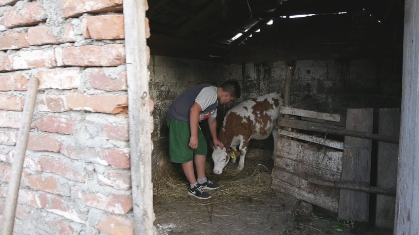 Imaju jedno tele koje Radoje obožava