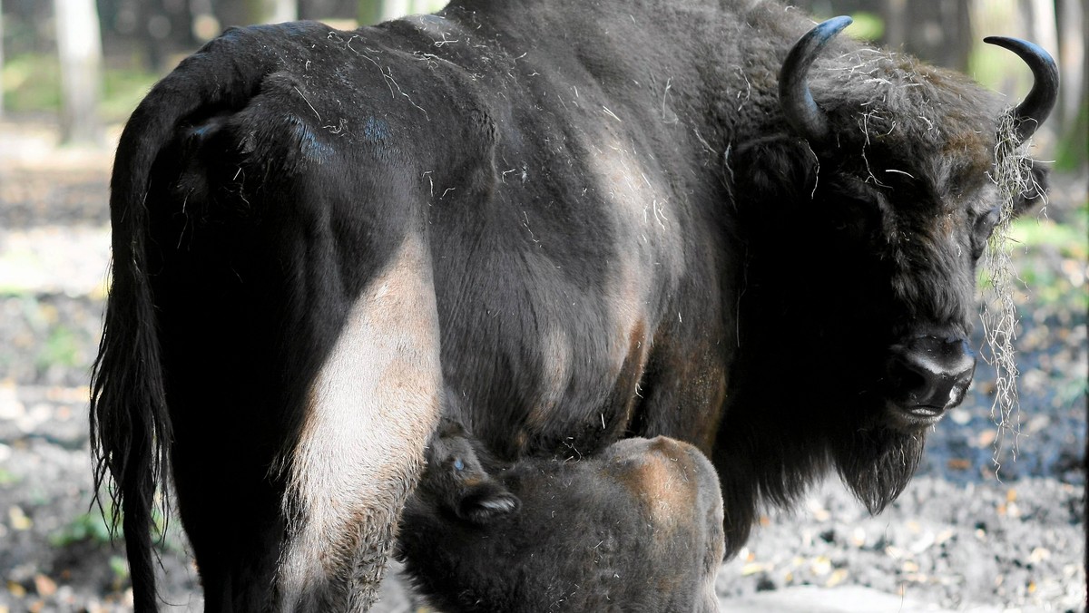 Białoruski Park Narodowy "Puszcza Białowieska" wspólnie z polskim Białowieskim Parkiem Narodowym pracują nad badaniami genetycznymi populacji żubrów - informuje dziennik "SB. Biełaruś Siegodnia".