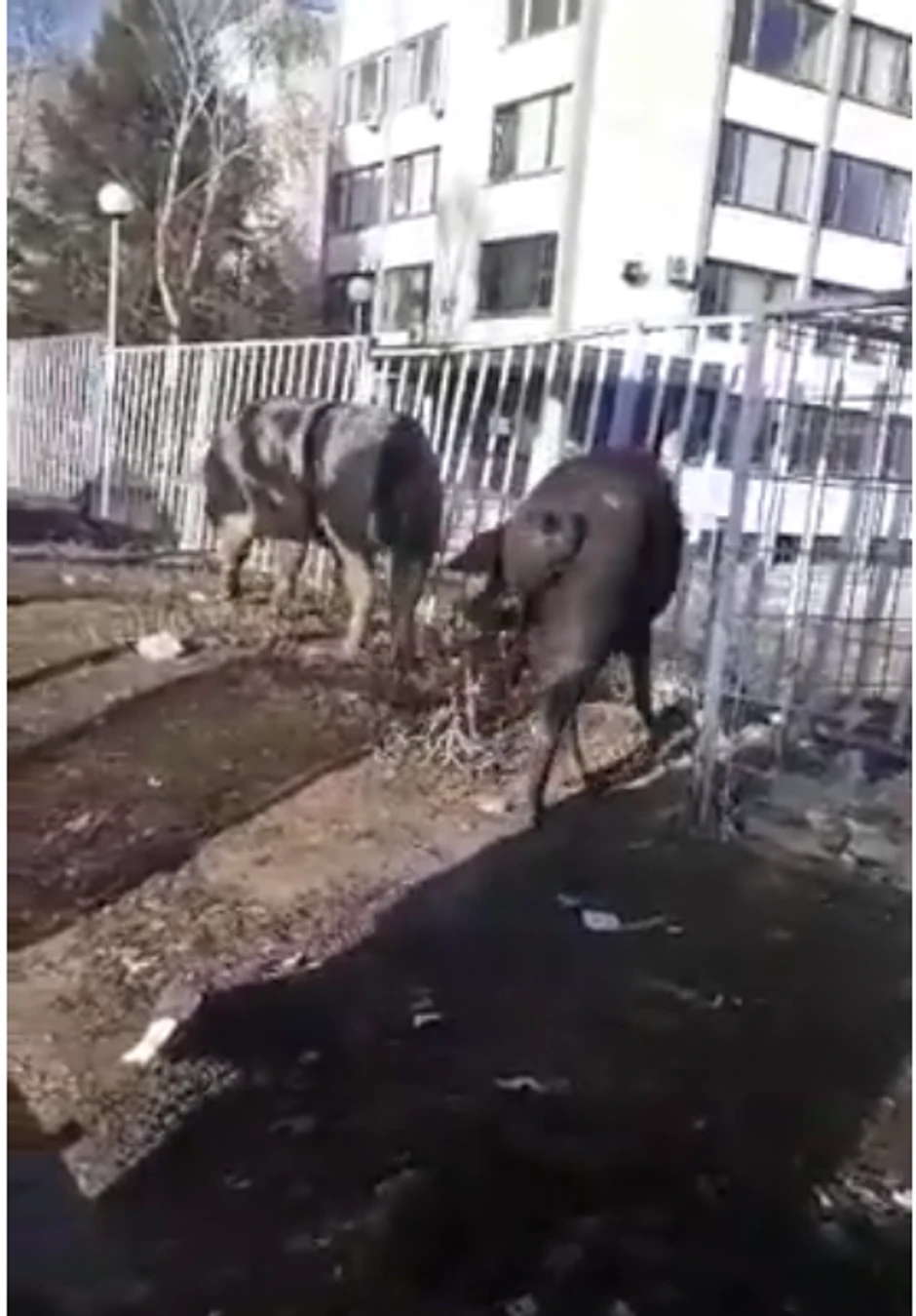 Svinje u šetnji u Spomen parku