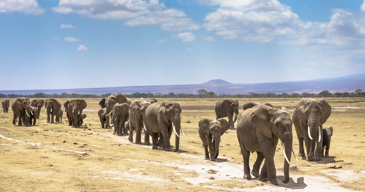 Słonie wędrują stadami w poszukiwaniu wody i jedzenia