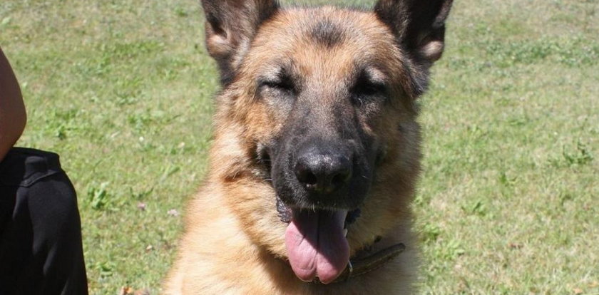 Sara, policyjny pies wyszkolony do szukania ludzkich zwłok