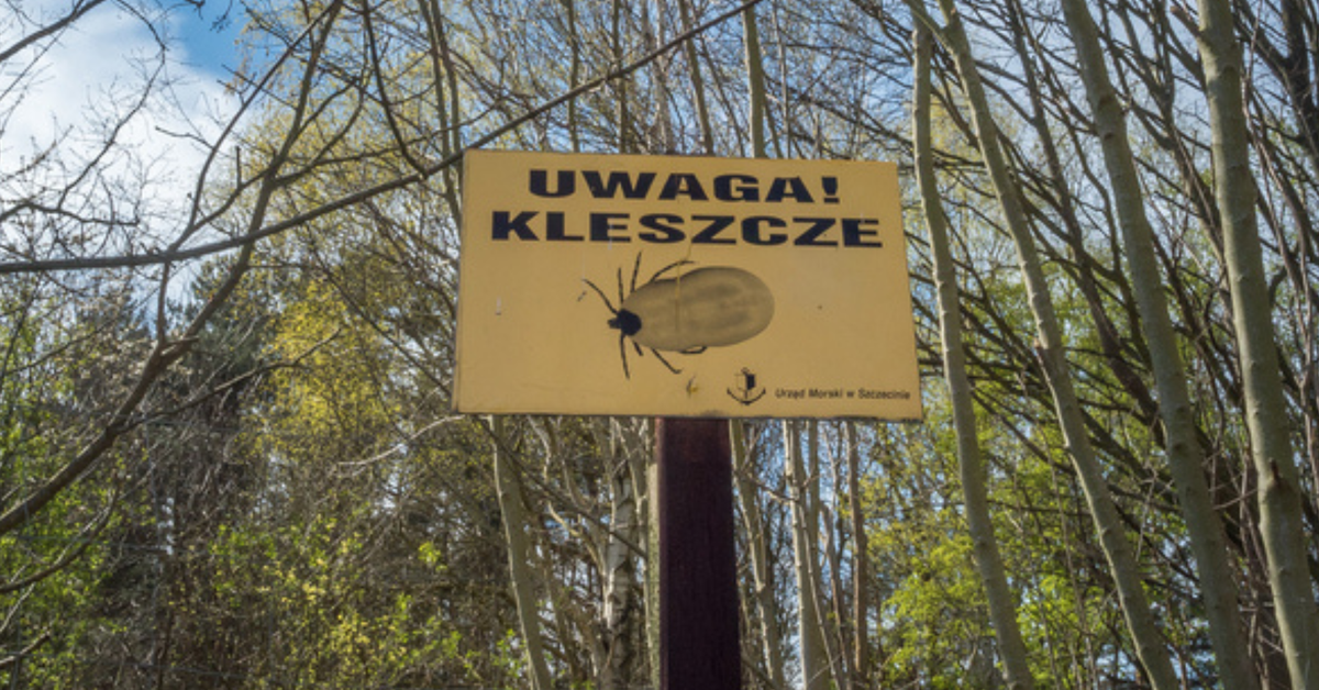 Zmiany klimatu wydłużają sezon aktywności groźnego pajęczaka. Czy tegoroczna zima coś zmieni?