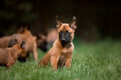 Oto najmądrzejsza rasa psów na świecie. I to nie border collie