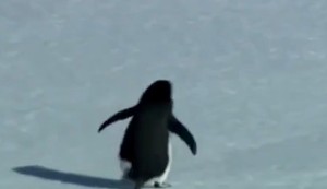 "Nihilistički pingvin" je osvojio internet