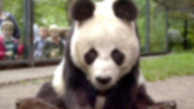 Tajlandia: panda wielka znika z ekranu