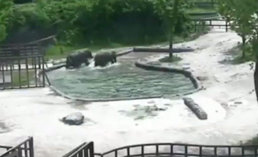 Akcja ratunkowa w zoo. Słoniątko topiło się w stawie