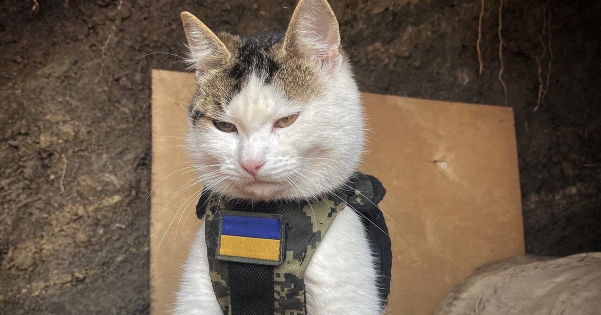 Cats: Ukraine's secret weapon in the war with Russia | Business Insider ...