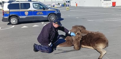 Łosiu, gdzieś ty wlazł?! Wielki zwierzak na dachu centrum handlowego w Elblągu [WIDEO]