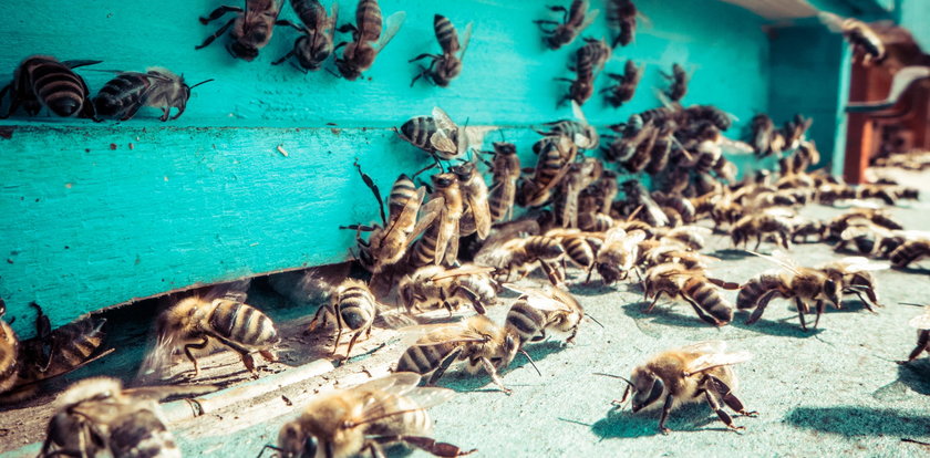 Trująca substancja w ulach. Zginęło 1,5 mln pszczół